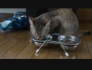 のんさんが水を飲むだけの動画
