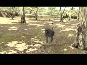 鎌首の『AFRIKA』満喫生活(11)
