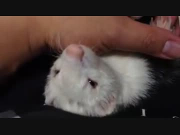 膝枕で寝るフェレット