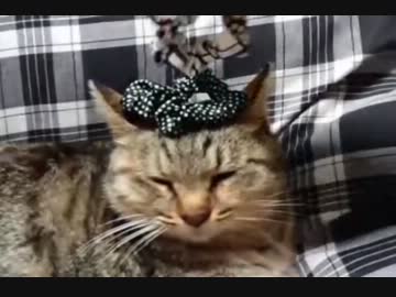 何をされても動じない猫