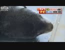 首にひも…千葉でオットセイを保護　水族館で回復