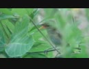 オオヨシキリの雛の鳴き声：ハイビジョン