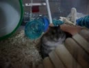 はむちらっ