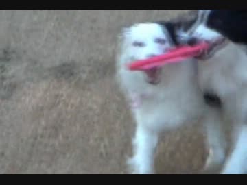 第七回　佐賀よかでしょう　【苺狩り編】