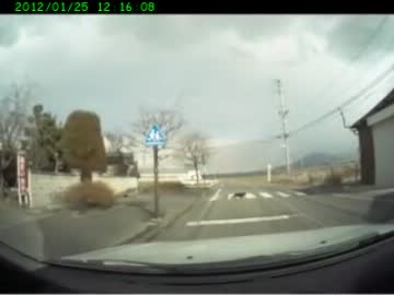 猫も横断歩道を渡りましょう