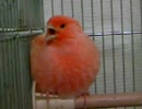 カナリア動画