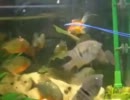 ピラニアに琉金をあげてみた（海外のビデオ）