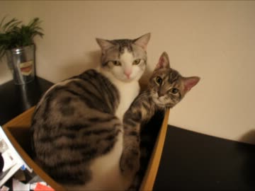 ツンギレのうちの猫が今日から大人になりました