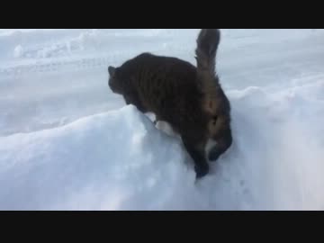 雪が大好きすぎてゴロンゴロンしまくる猫