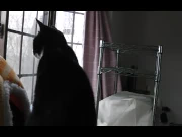 お留守番する猫【完全版その１】