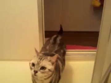 猫と風呂場のドアのあり方についてモメた日