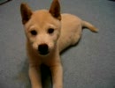 「あッ！」柴子犬