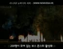 리니지2 뉴비디아 서버 홍보-여신님-