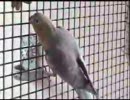 オカメとモモイロインコのハーフ