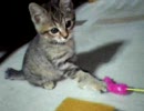 ひたすらにゃんこと戯れる動画そのいち