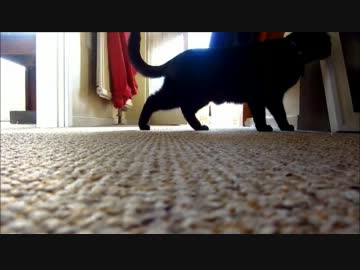 名無しのションデレ猫、再び