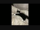 【適当に】ちょび丸【つくってみた】
