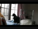 お留守番する猫【完全版その２】