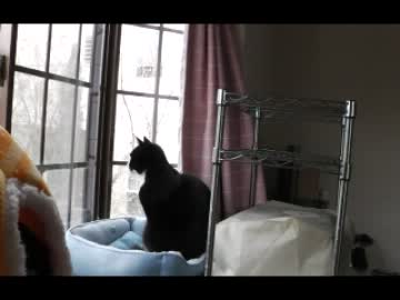 お留守番する猫【完全版その２】