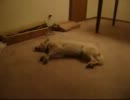 Bizkit the Sleep Walking Dog　　寝ながら歩く犬、Bizkit