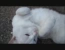 野良ネコさんと久しぶりに戯れる