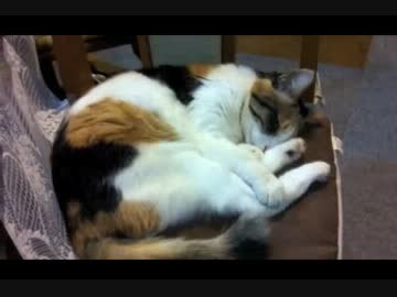 【三毛猫】寝言→ビクンビクン→「！？」