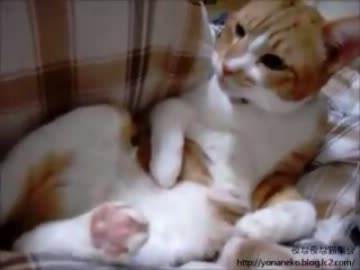 【夜な夜な猫集会】お腹をもっふもふさせながら毛繕いする猫
