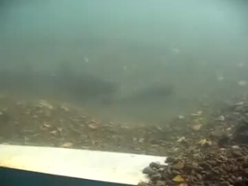 【欲求】鮭の産卵を見た中年女性が大興奮!!【不満】