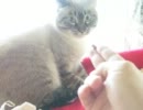 元野良猫のジャンくんが人の手になれるための練習