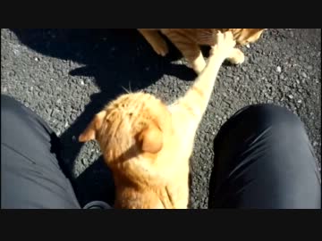 猫たちが股ぐらでケンカするのだが。