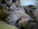[2007/12/3] 短足歩行 Vol.3