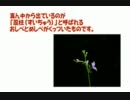 トリガープランツ　～変態植物ムシタタキ～
