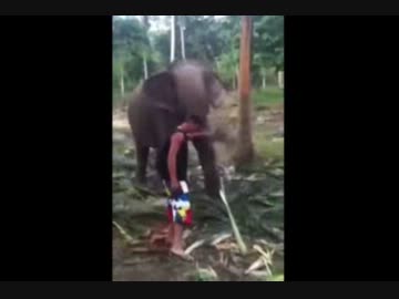 ゾウに鼻パンチを食らい吹っ飛んだ男性