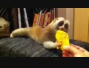 マンコ　゛ーを食べるスローロリスくん