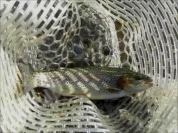 【今回も自転車】自転車乗って釣り行くpart4【留守番】