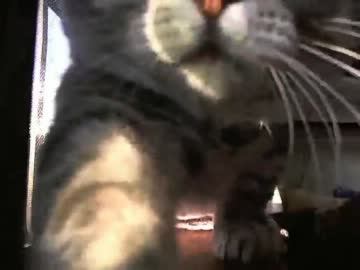 ふみふみねむさん