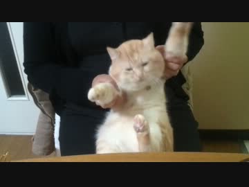 デブねこがレーザービーム踊ってみた