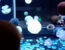 新江ノ島水族館のクラゲ