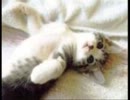 【Jei】なでなで歌ってみた【Jei】