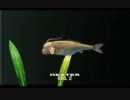 きもかわシーマンの育成記録【実況】　15.16.17日目