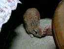 めろん日記