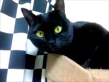 食いつきの悪くなった猫