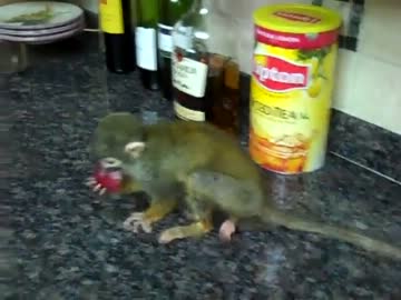 りんごを夢中で食べるリスザルくん