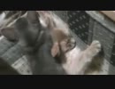 くぅなゆ02　寝苦しくてシェー？をする猫