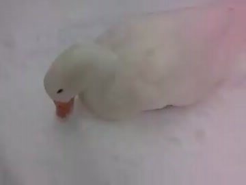 雪遊び