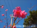 【２０１２年２月】沖縄は桜が咲いたよ！