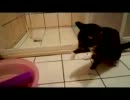 Dora VS Purple monster pt1-ok-S.mp4