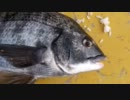 [真冬に]広島の筏から黒鯛釣った[爆釣？]3