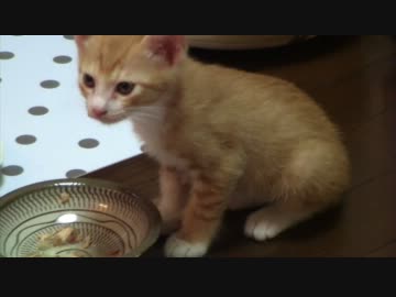 うまいにゃあと言いながら食べる猫