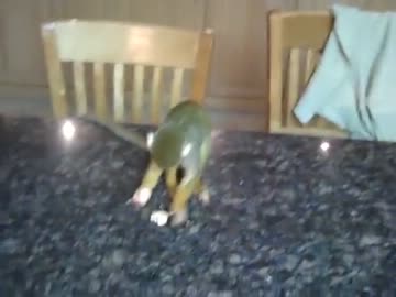 バナナを夢中で食べるリスザルくん